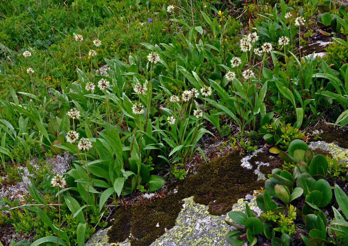 Image of Allium microdictyon specimen.