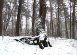 Pinus sylvestris. Комлевая часть взрослого дерева с частично обнажённой корневой системой. Беларусь, г. Гродно, лесопарк Пышки. 16.12.2018.