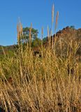 Arundo donax