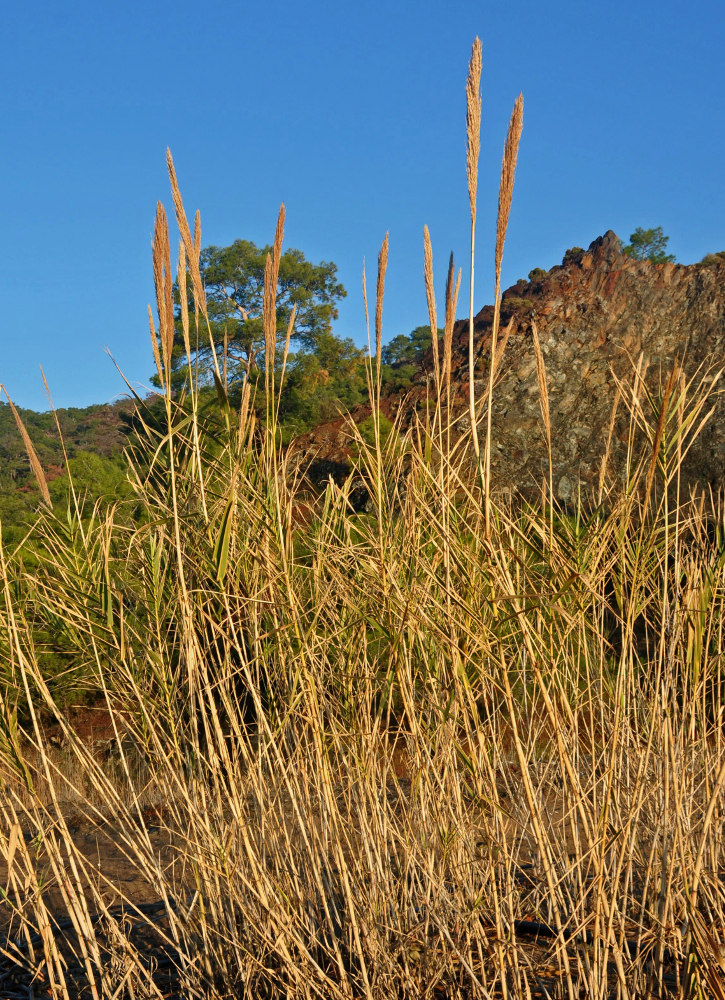 Image of Arundo donax specimen.