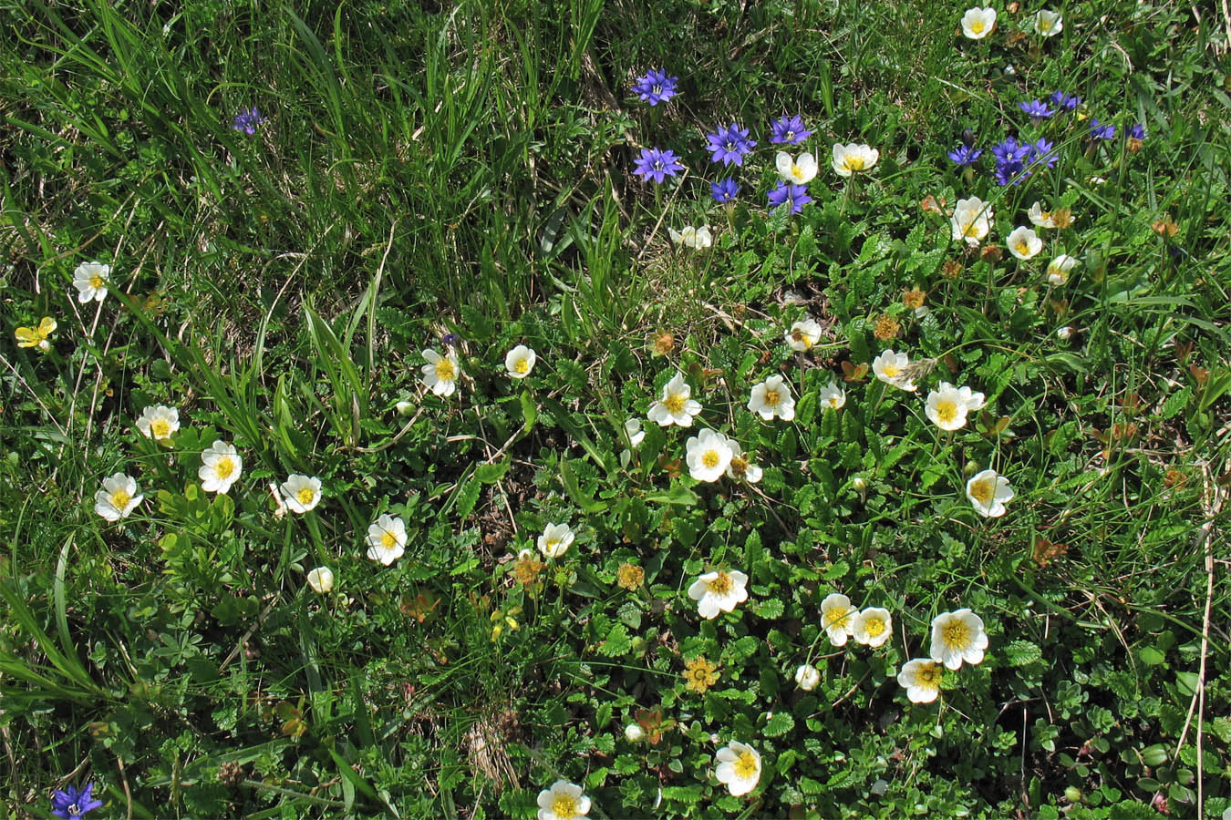 Изображение особи Dryas octopetala.