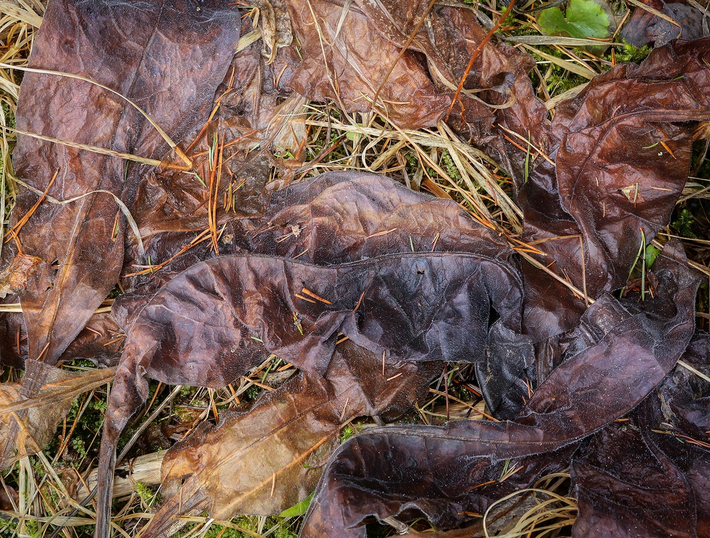 Изображение особи Pulmonaria mollis.