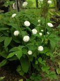 Ranunculus platanifolius