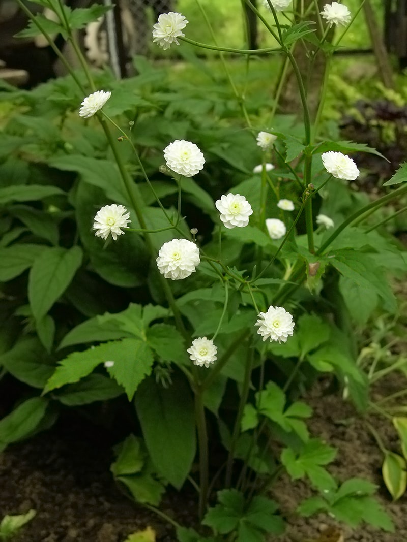 Image of Ranunculus platanifolius specimen.