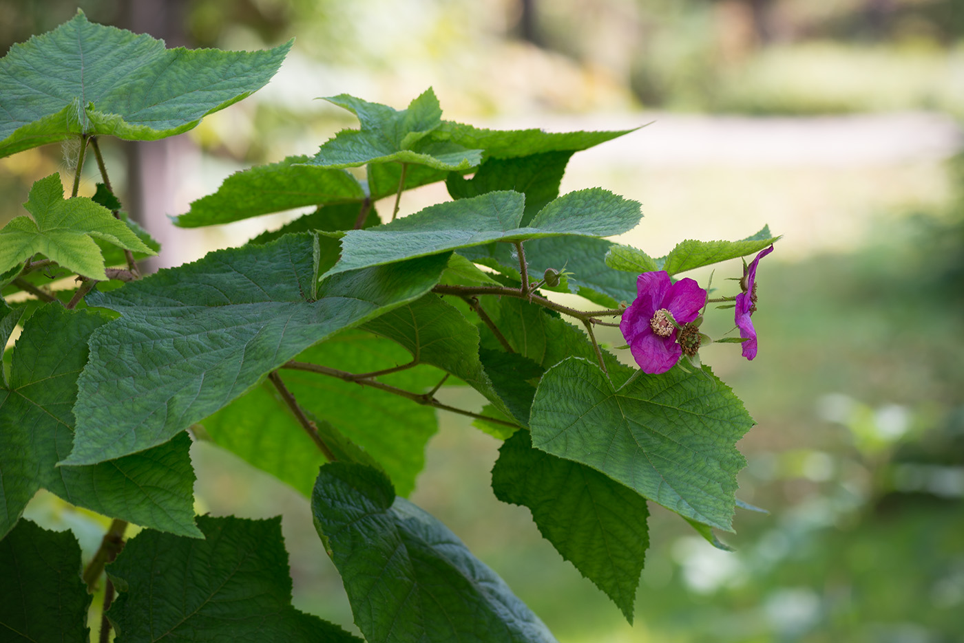 Изображение особи Rubus odoratus.