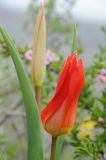 Tulipa ivasczenkoae