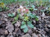 Helleborus niger