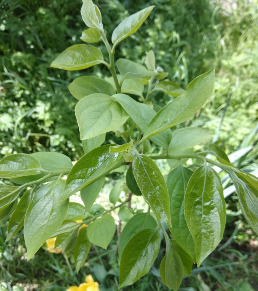 Image of Diospyros kaki specimen.