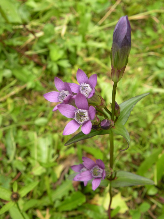 Image of Gentianella lingulata specimen.