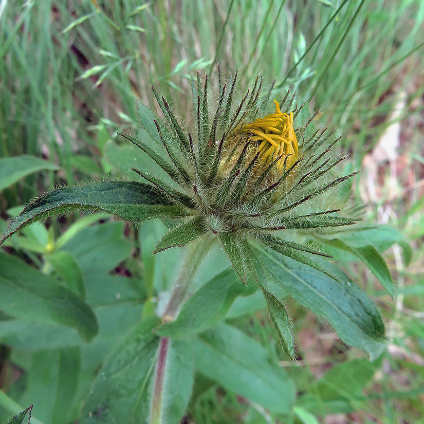 Image of Inula hirta specimen.