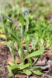 Myosotis micrantha