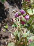 Geranium phaeum