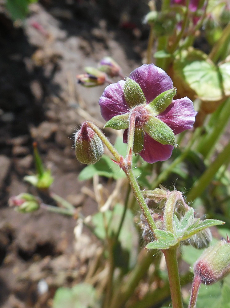 Изображение особи Geranium phaeum.