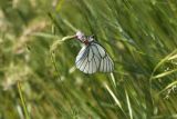 Crupina vulgaris