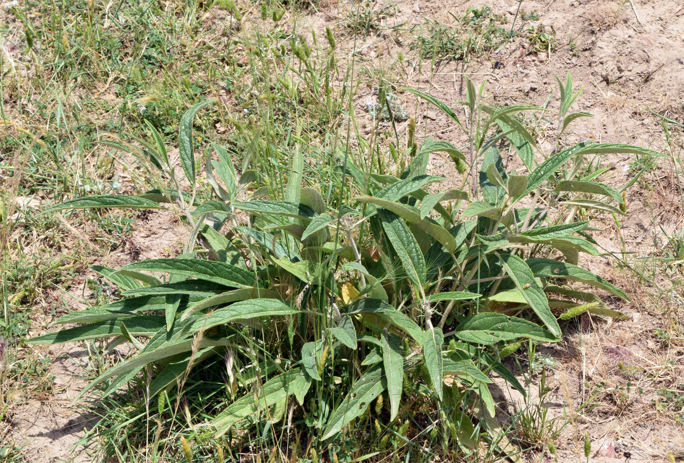 Изображение особи Phlomis regelii.