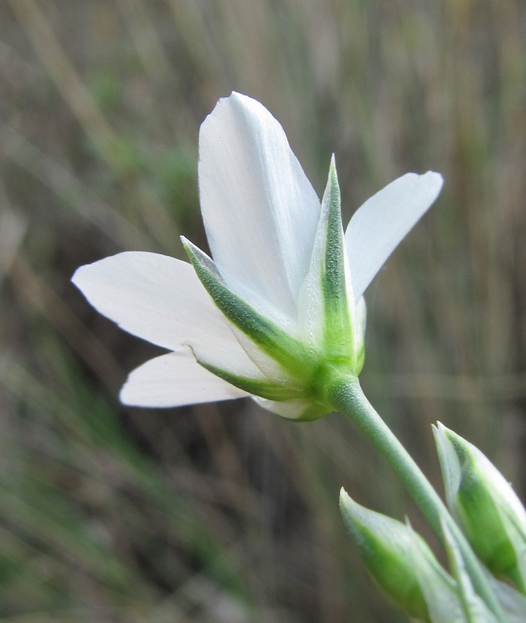 Image of Eremogone holostea specimen.