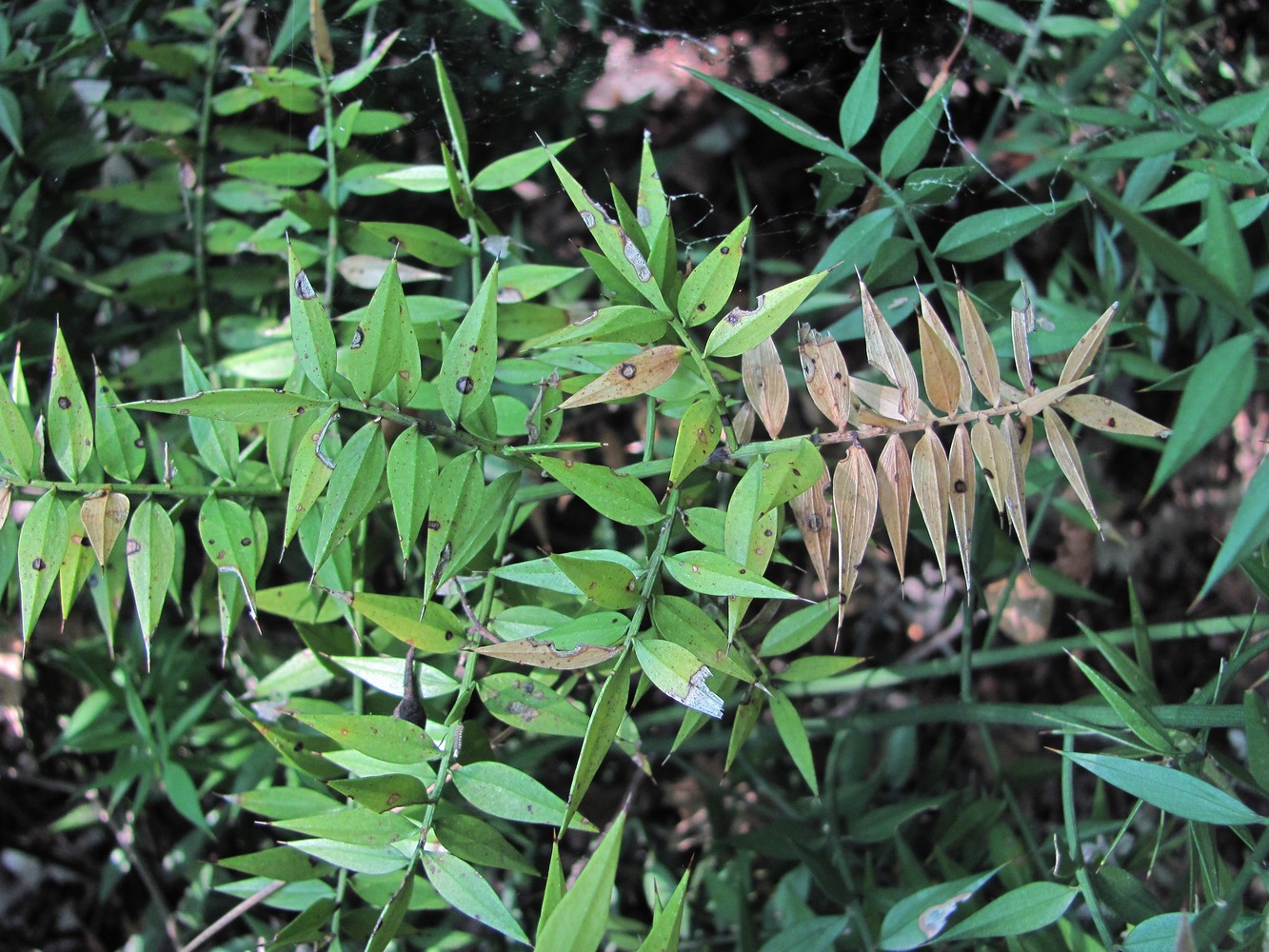 Image of Ruscus aculeatus specimen.