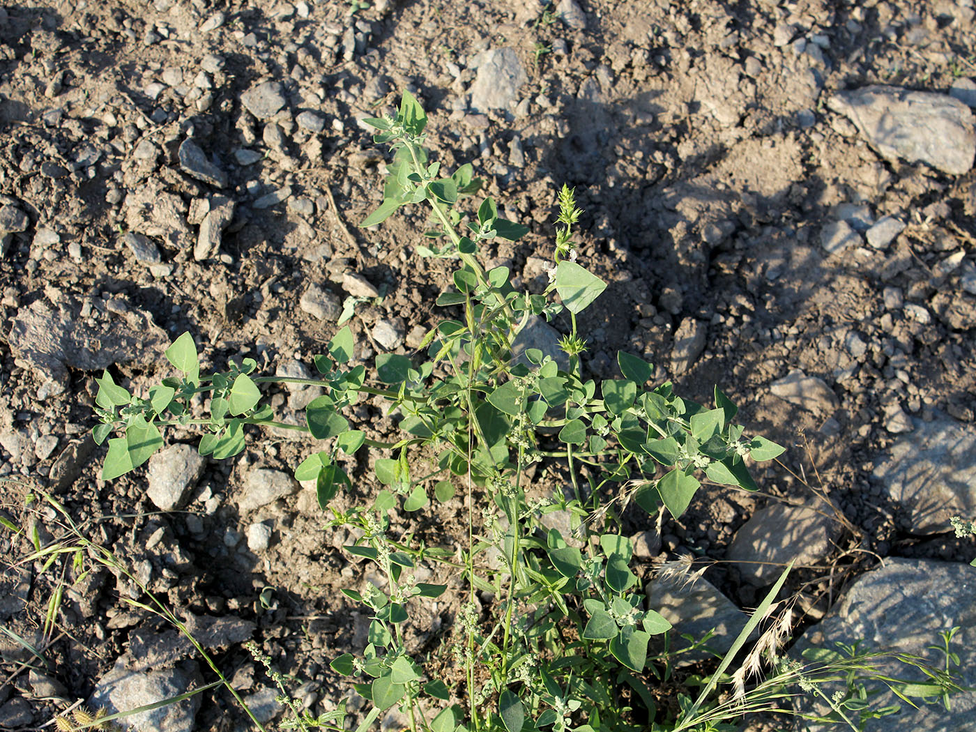 Изображение особи Chenopodium sosnowskyi.