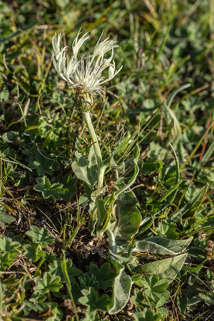 Image of Centaurea cheiranthifolia specimen.