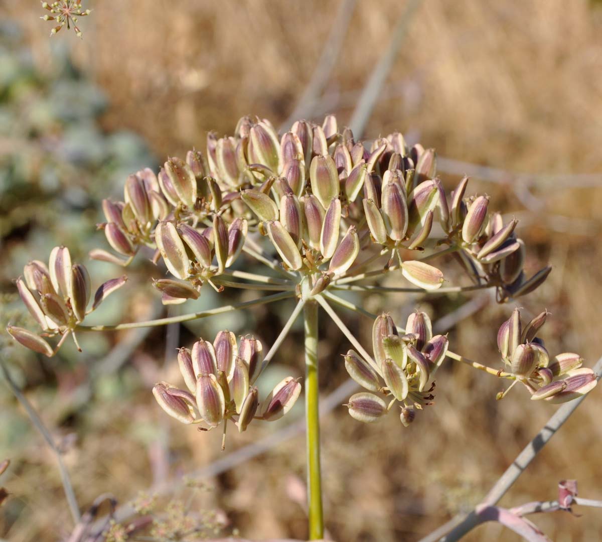 Изображение особи Glaucosciadium cordifolium.