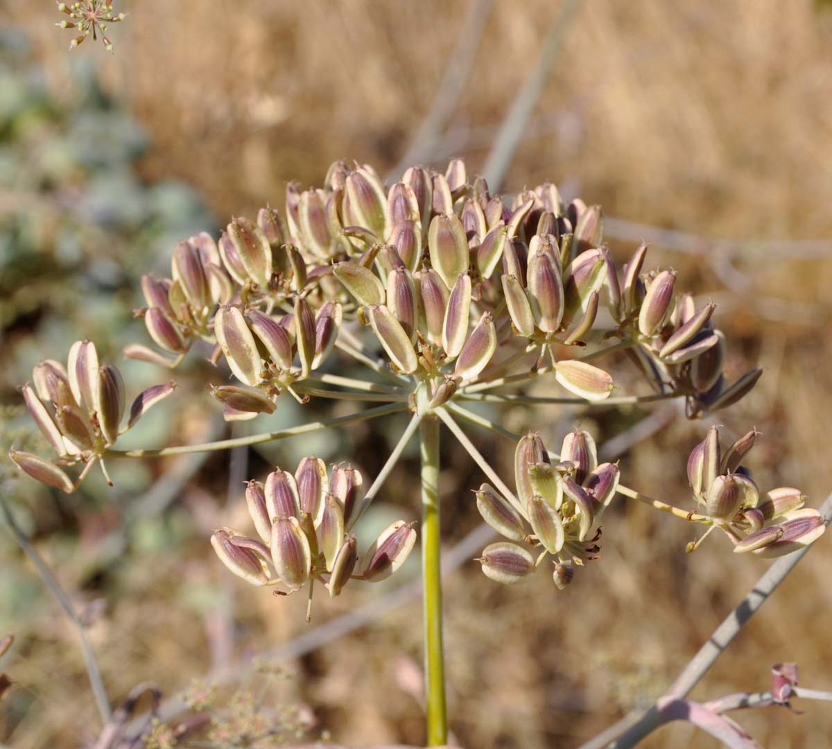 Image of Glaucosciadium cordifolium specimen.