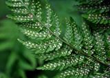 Dryopteris expansa. Часть вайи с сорусами (вид снизу). Башкирия, Белорецкий р-н, гора Большой Иремель, ≈ 1000 м н.у.м., каменистый участок склона на опушке смешанного леса. 30.07.2019.