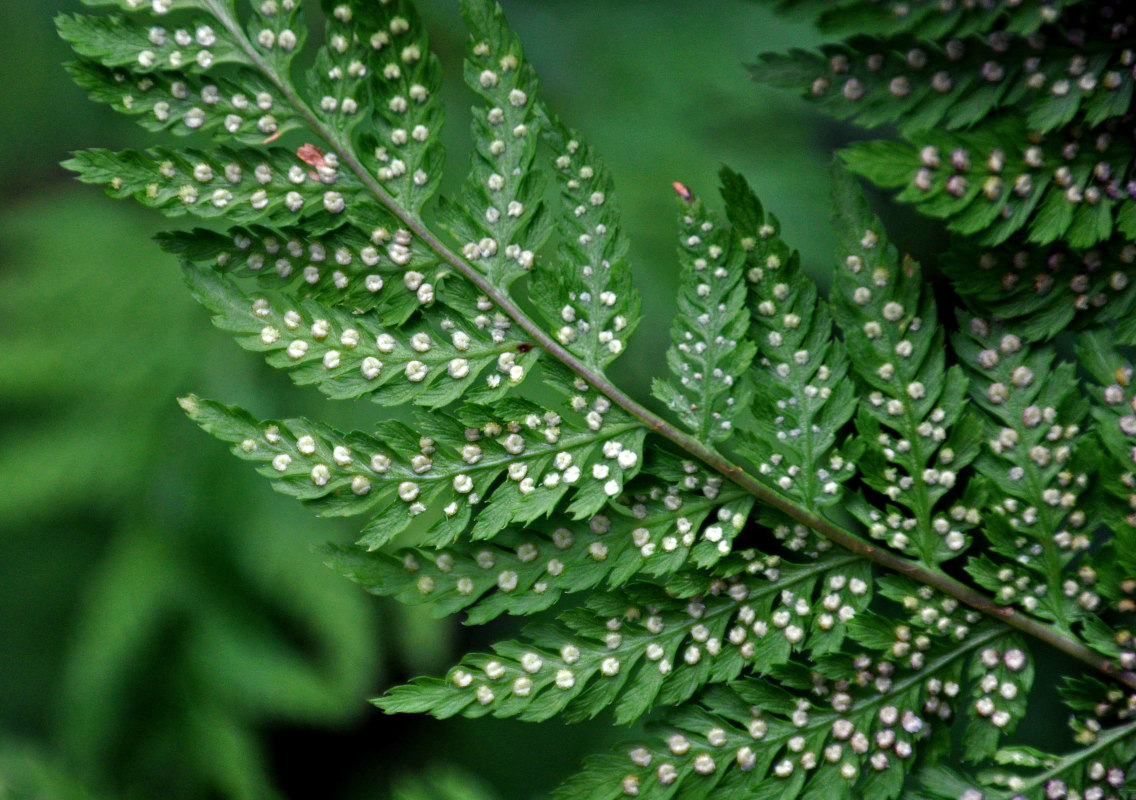 Image of Dryopteris expansa specimen.