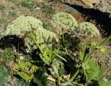 Heracleum leskovii