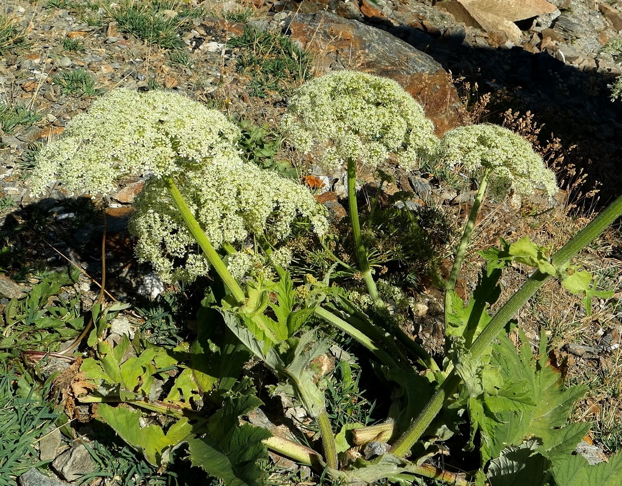 Image of Heracleum leskovii specimen.