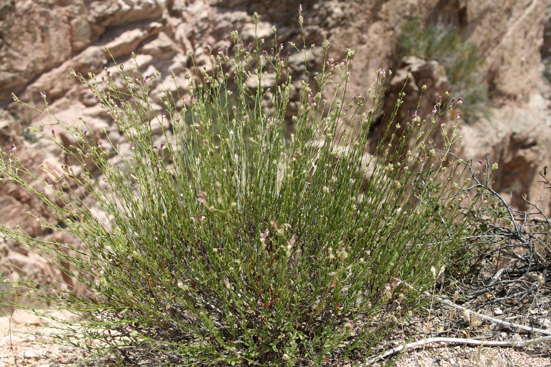 Изображение особи Scutellaria ramosissima.