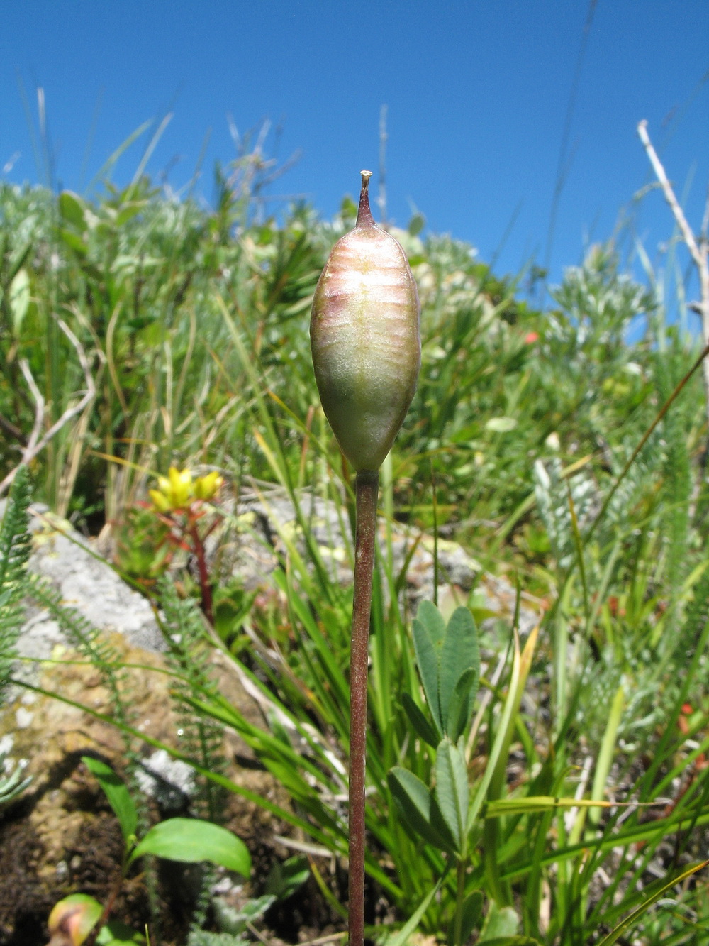Изображение особи Tulipa heteropetala.