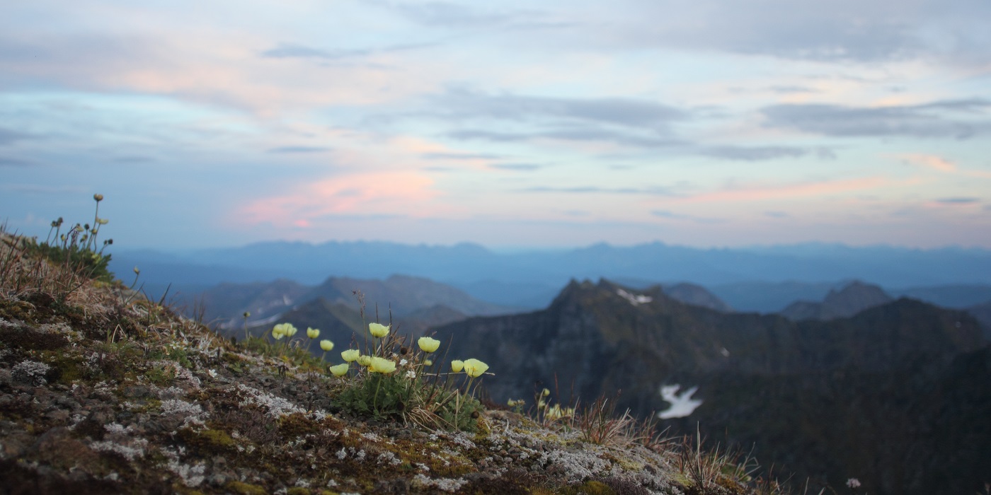 Изображение особи Papaver pseudocanescens.