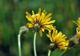 Crepis biennis. Соцветия (вид со стороны обёрток). Сербия, национальный парк Тара, плоскогорье Равна Тара, луг. 08.07.2019.