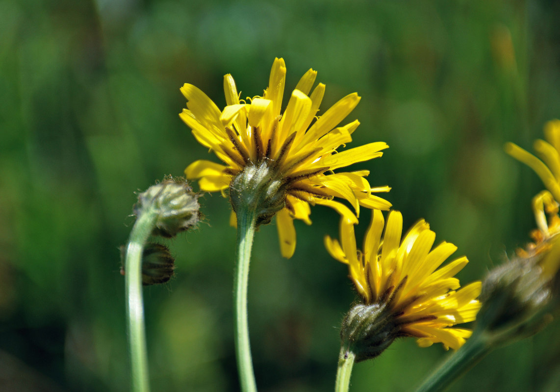 Изображение особи Crepis biennis.