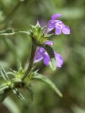 Galeopsis angustifolia. Верхушка побега с соцветием. Испания, автономное сообщество Каталония, провинция Барселона, комарка Осона, муниципалитет Виланова-де-Сау, окр. водохранилища Сау, канава вдоль горной дороги. 15.09.2019.