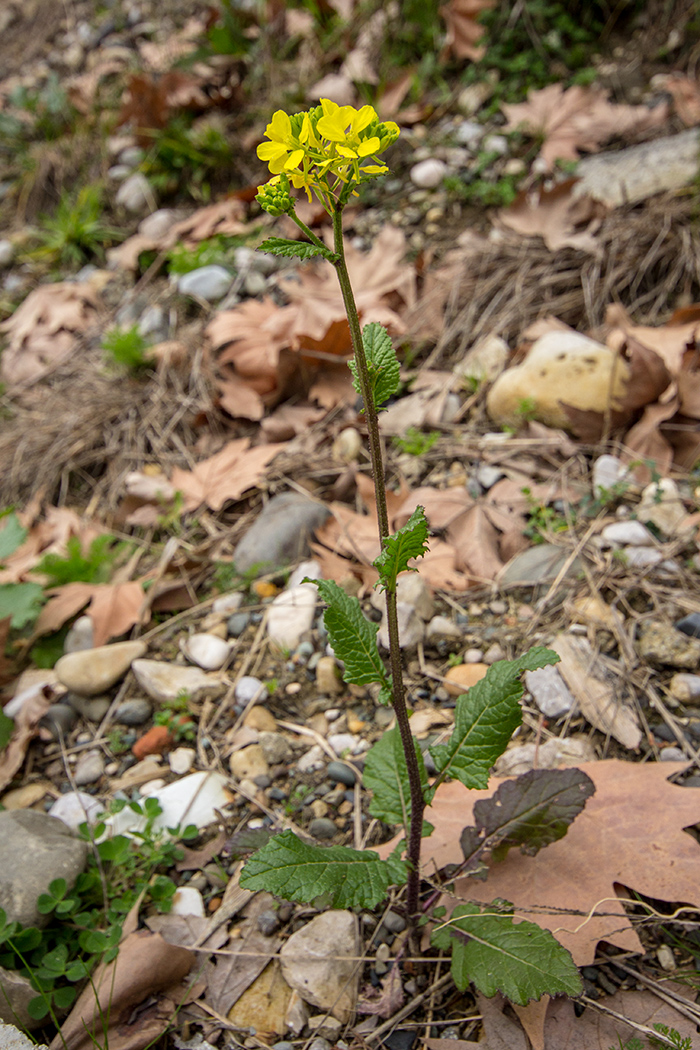 Image of Sinapis arvensis specimen.