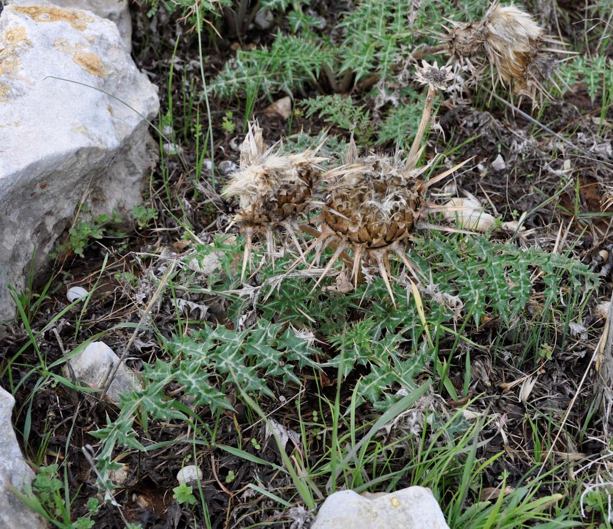 Image of Cynara cornigera specimen.