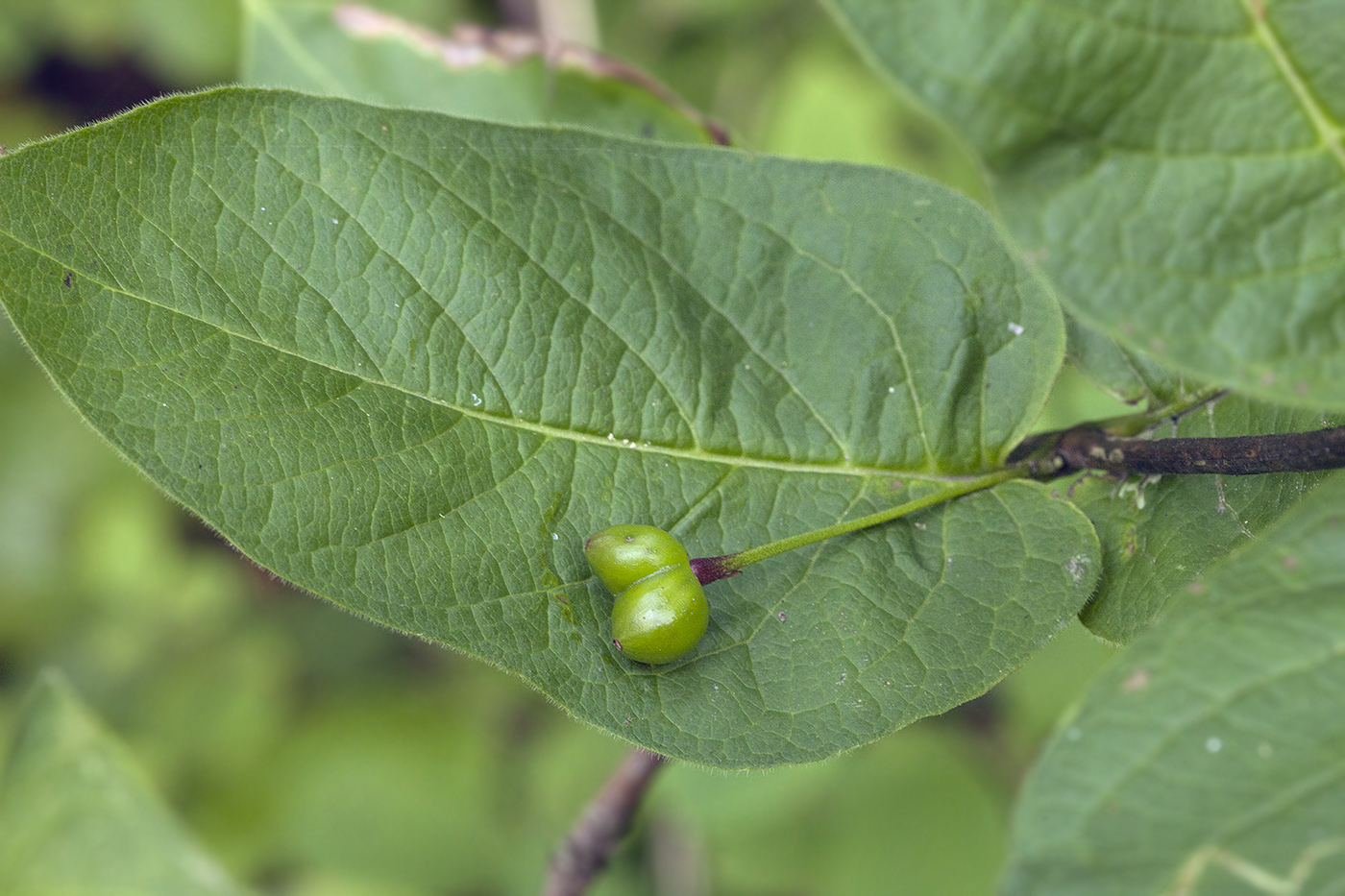 Изображение особи Lonicera sachalinensis.