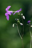 Campanula patula