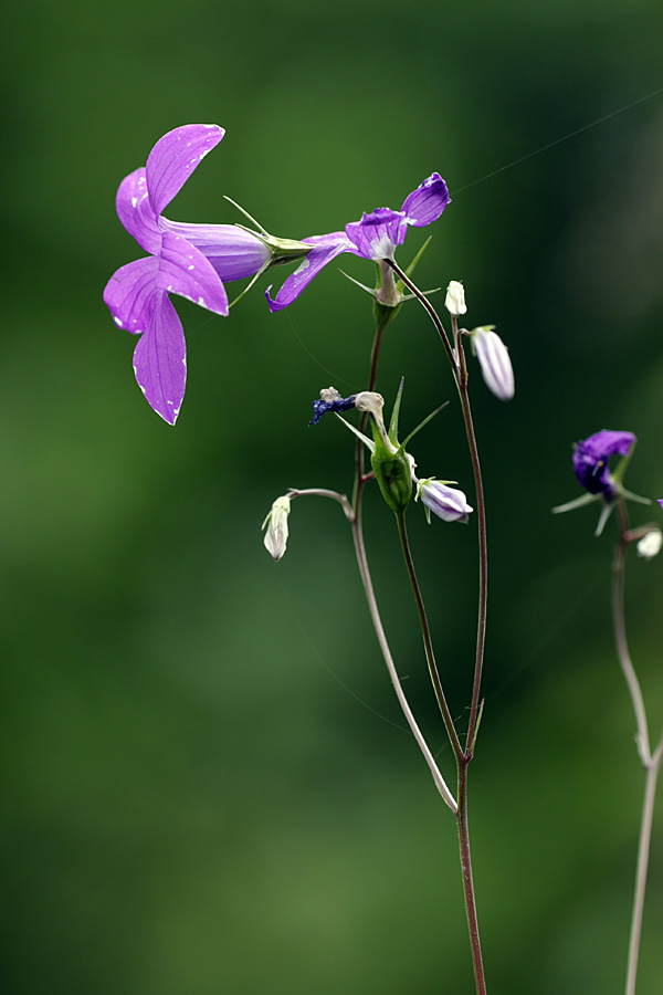 Изображение особи Campanula patula.