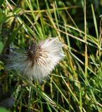 Cirsium setosum