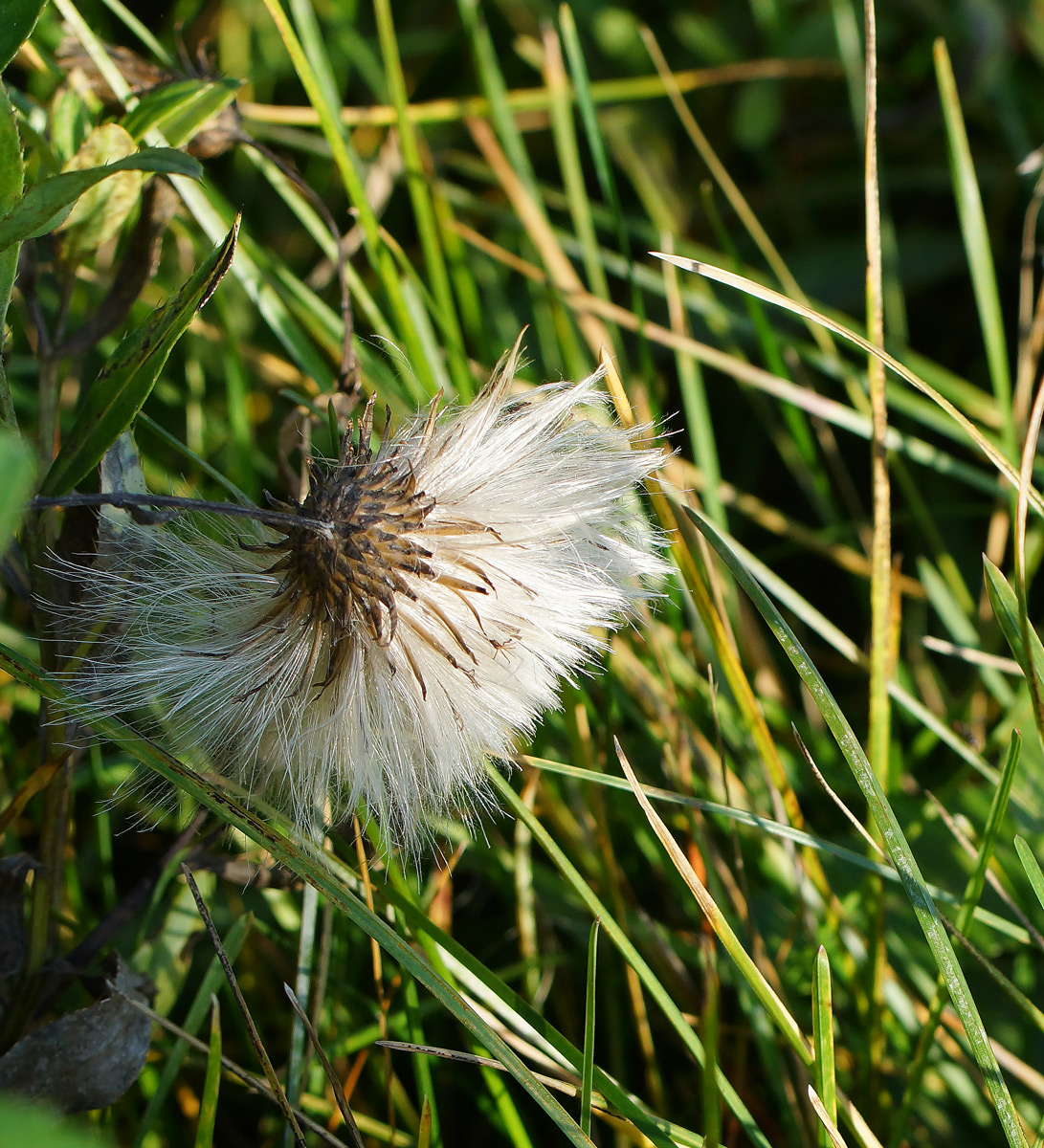 Изображение особи Cirsium setosum.