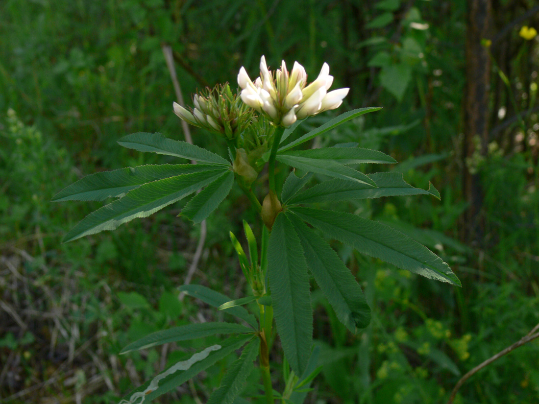 Изображение особи Trifolium spryginii.