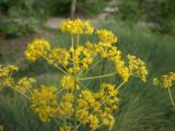 Ferula leucographa