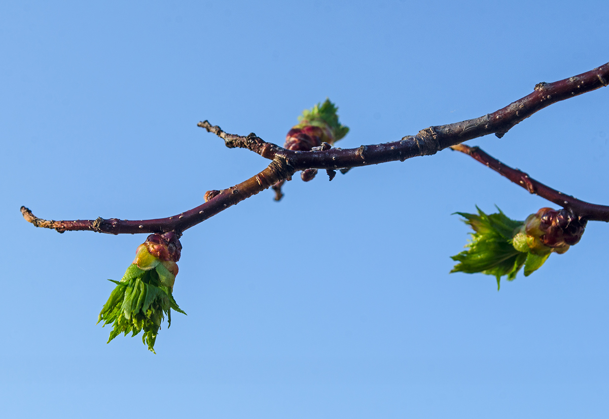 Изображение особи род Crataegus.