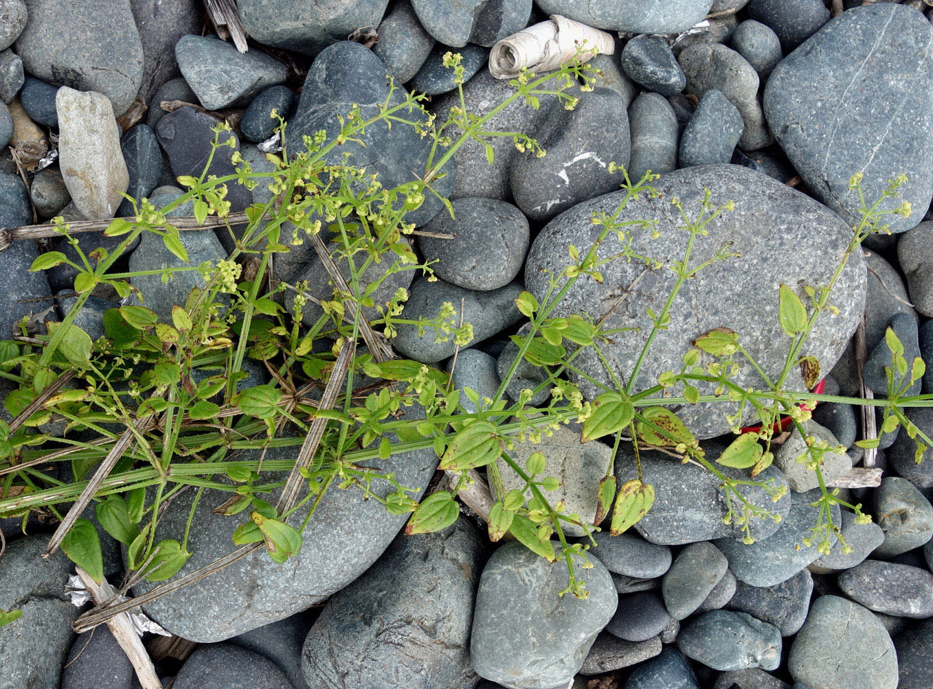 Image of Rubia cordifolia specimen.