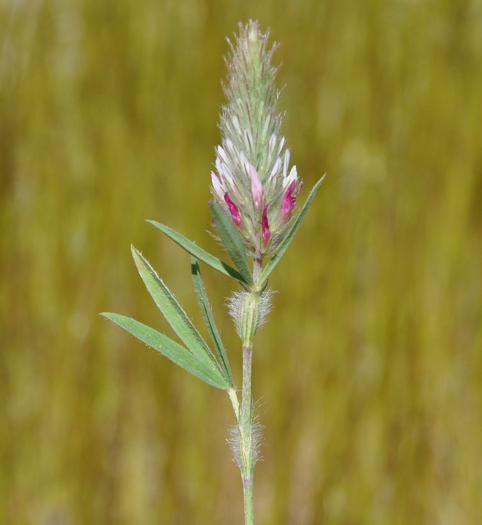 Изображение особи Trifolium angustifolium.