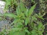 Bidens frondosa