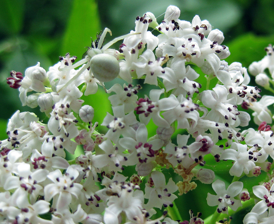 Изображение особи Sambucus ebulus.