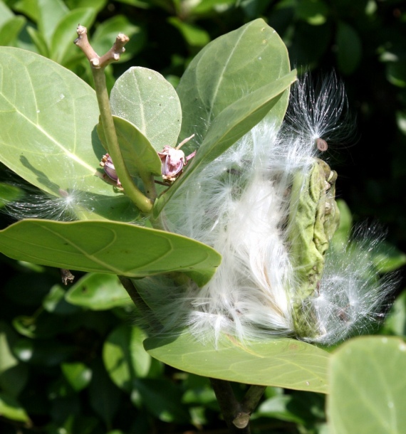 Image of Calotropis gigantea specimen.